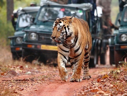 Rajasthan Tour With Wildlife